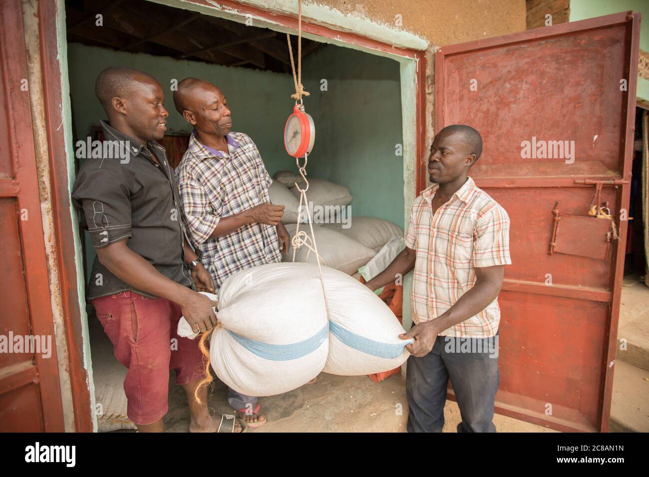Small farmers at a bean cooperative weigh a sack of beans before they're sold to a commodities buyer in Rakai District, Uganda, East Africa. Stock Photo