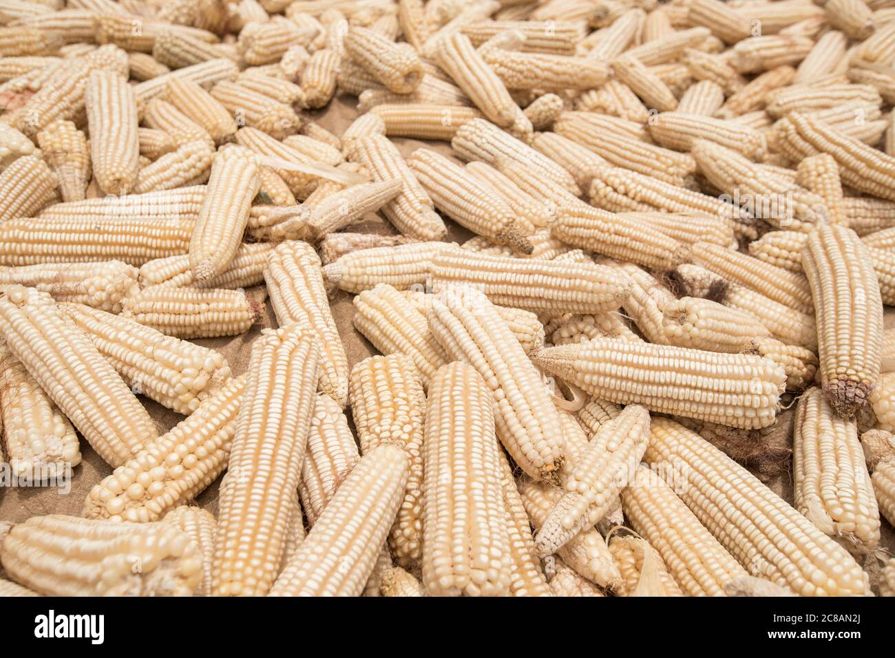 Maize dries in the sun in Rakai District, Uganda. LWR Uganda Youth SEED Project. February, 2018