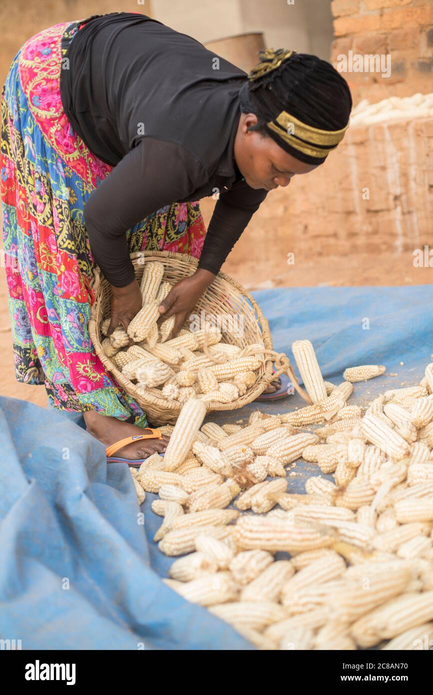 A African woman fills a basket full of her maize crop in Bukomansimbi District, Uganda, East Africa. Stock Photo