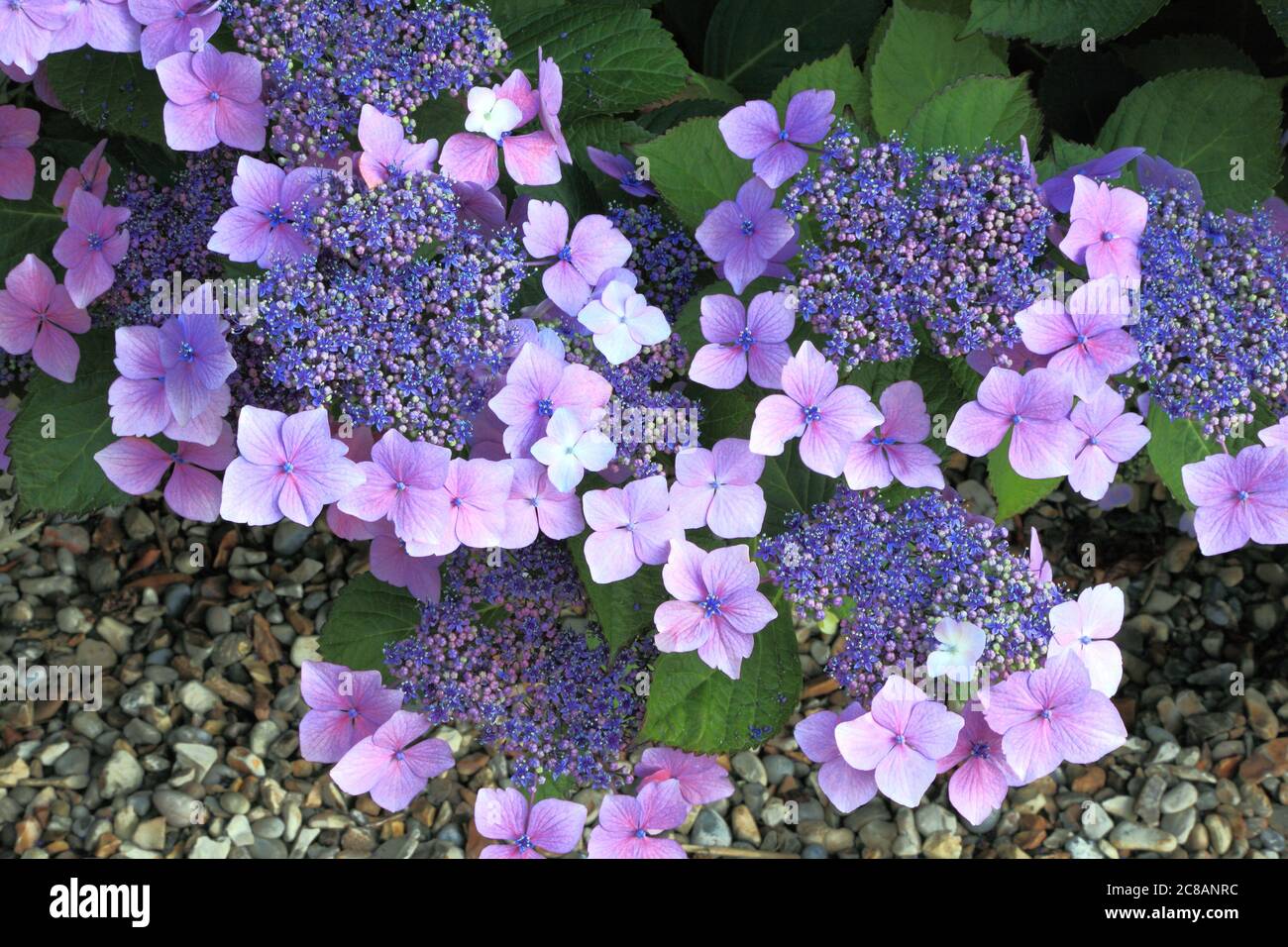 Hydrangea macrophylla 'Blue Wave', Hydrangea 'Mariesii Perfecta', hydrangeas, detail, flower Stock Photo