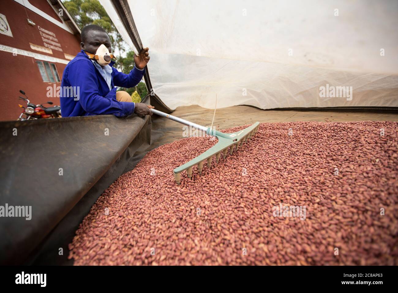 A technician dries beans in a solar dryer before they are taken to market at a bean farmers' cooperative in Masaka District, Uganda, East Africa. Stock Photo