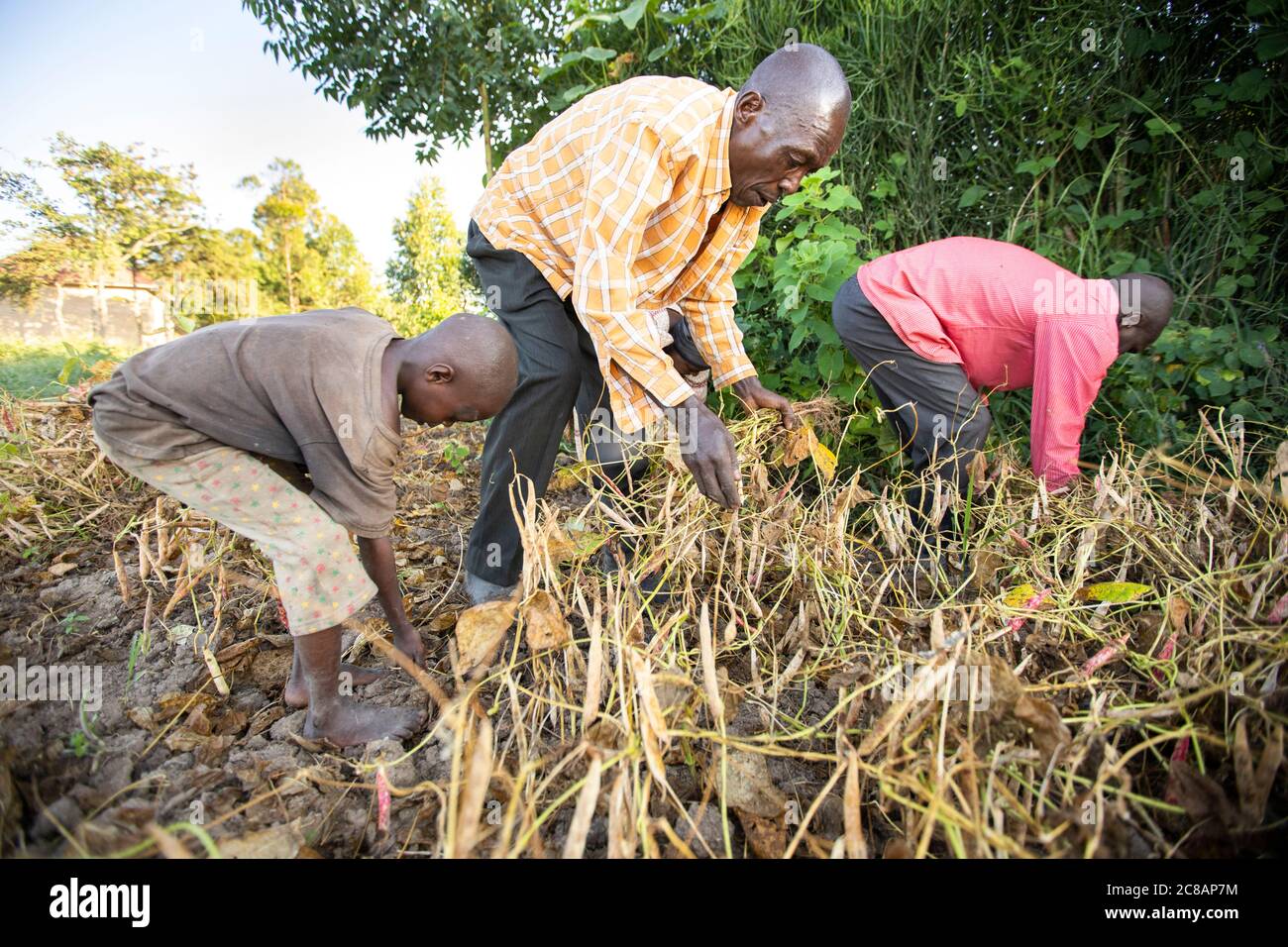 Farmers harvest their bean crop together amidst the beautiful hillside