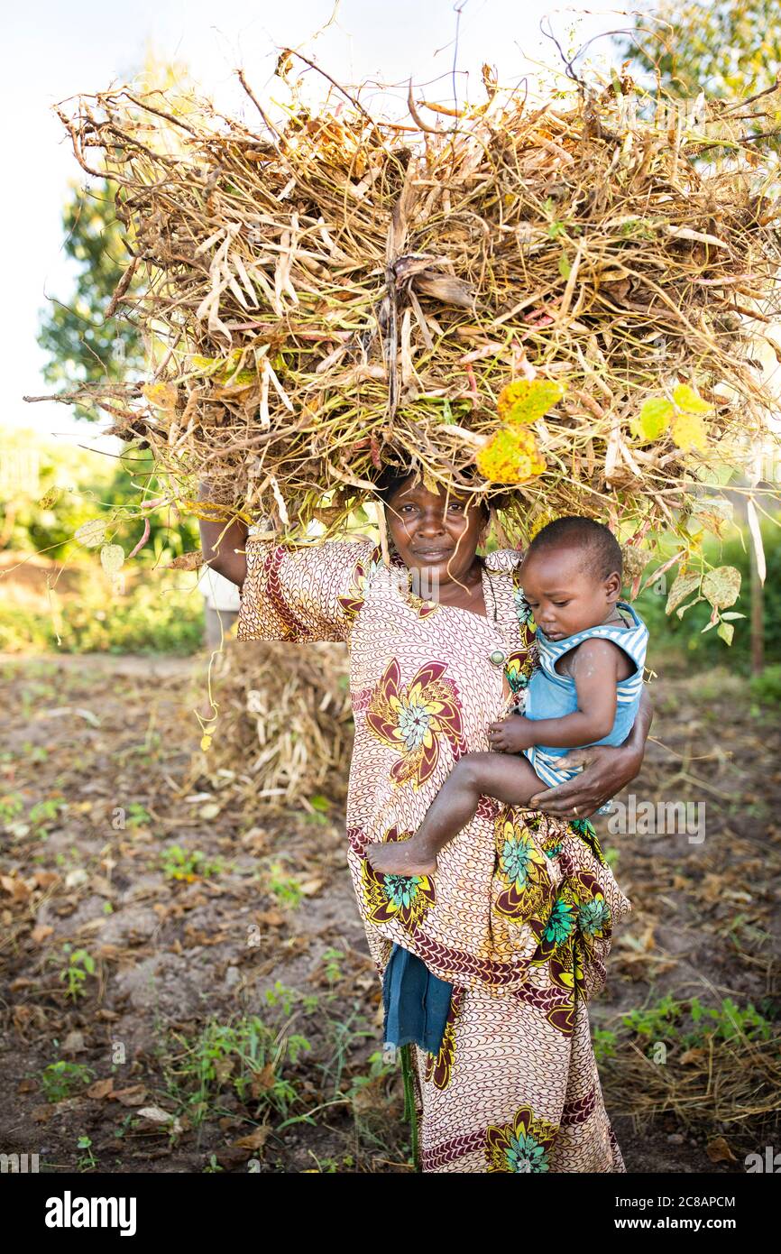 Harvested beans hires stock photography and images Alamy