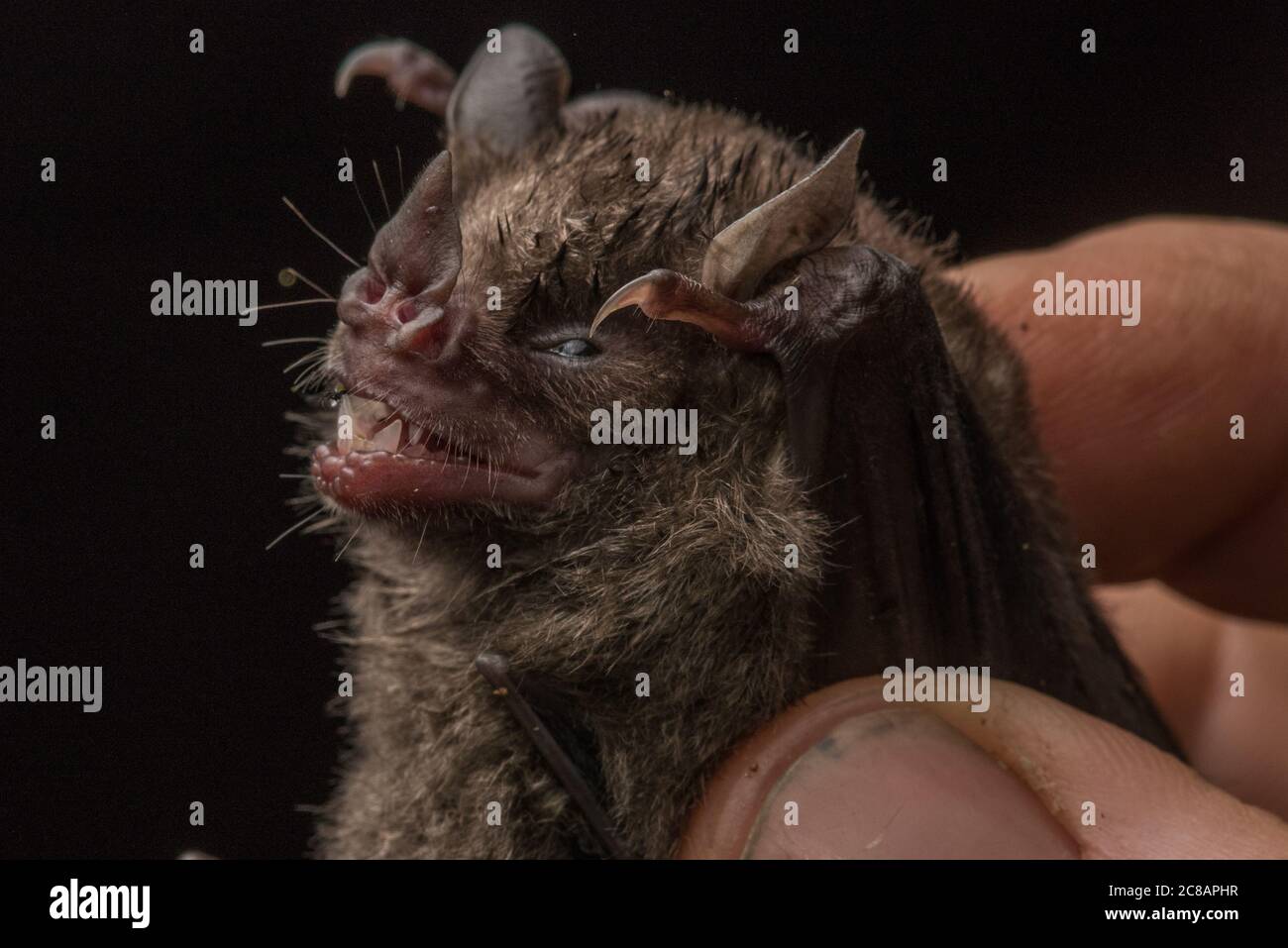 A bat captured for bat research in the Peruvian jungle. Stock Photo