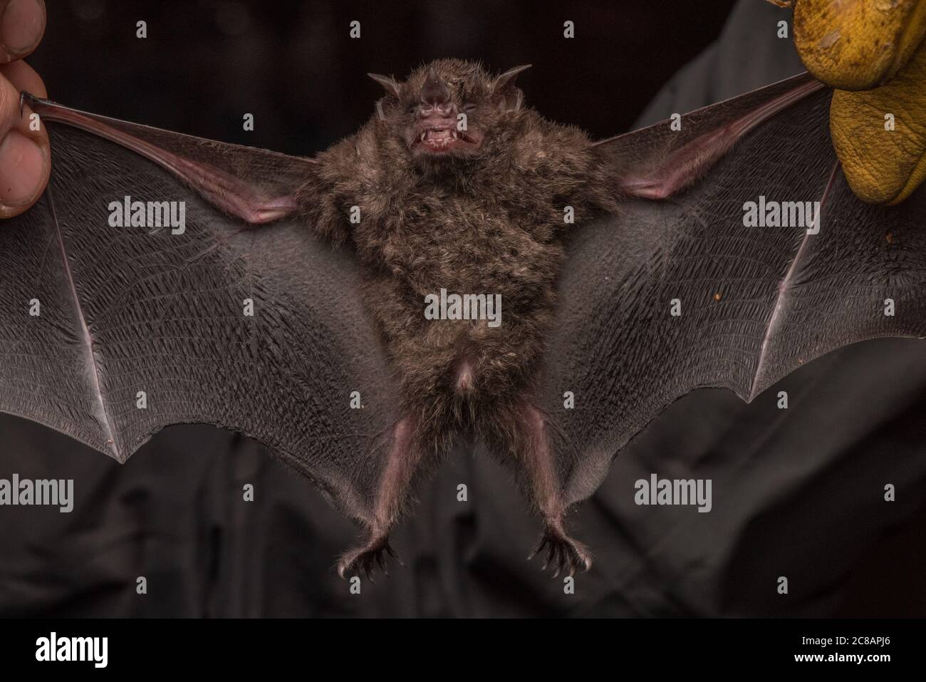 A bat captured for bat research in the Peruvian jungle. Stock Photo