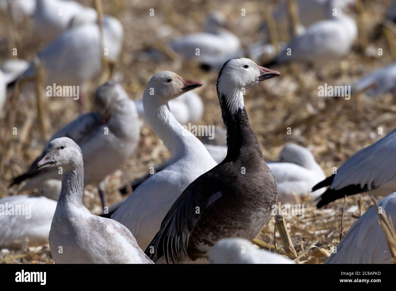 Blue morph adult snow goose is a distinctly different sight in flock Bernardo Waterfowl Refuge in New Mexico. Stock Photo
