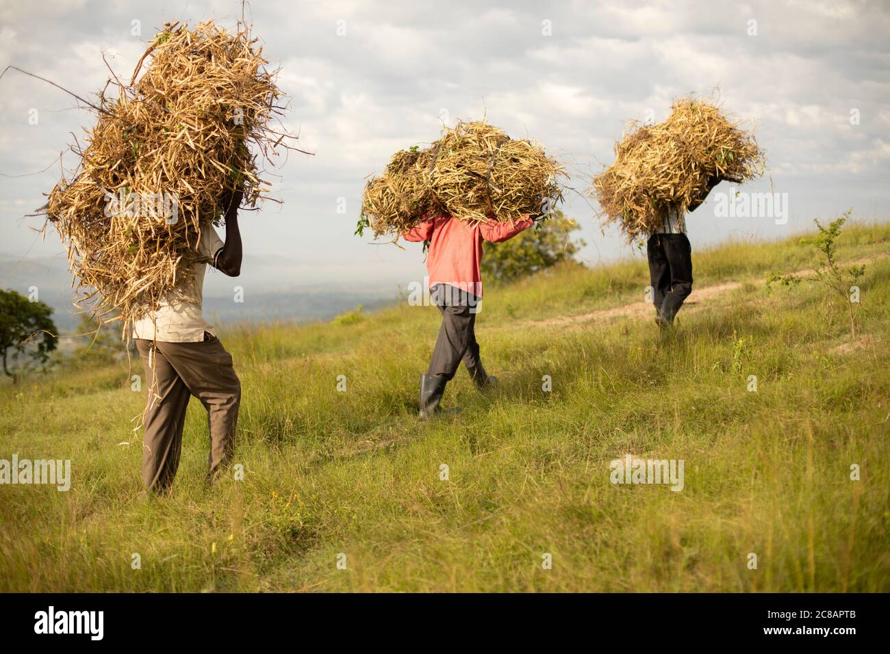 Hardworking farmers carry bundles of freshly harvested bean pods on their head in rural Lyantonde District, Uganda, East Africa. Stock Photo