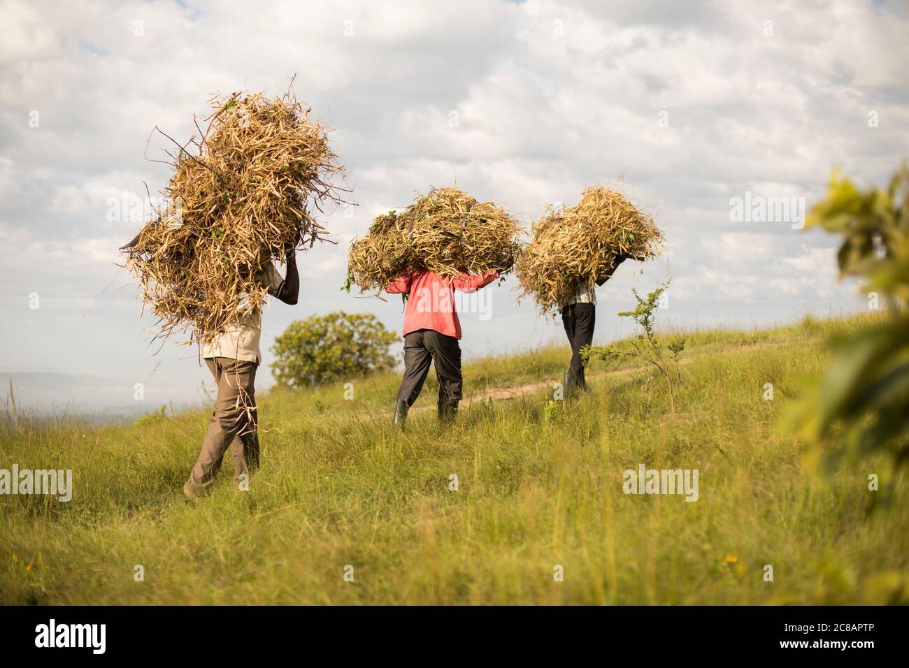 Hardworking farmers carry bundles of freshly harvested bean pods on their head in rural Lyantonde District, Uganda, East Africa. Stock Photo