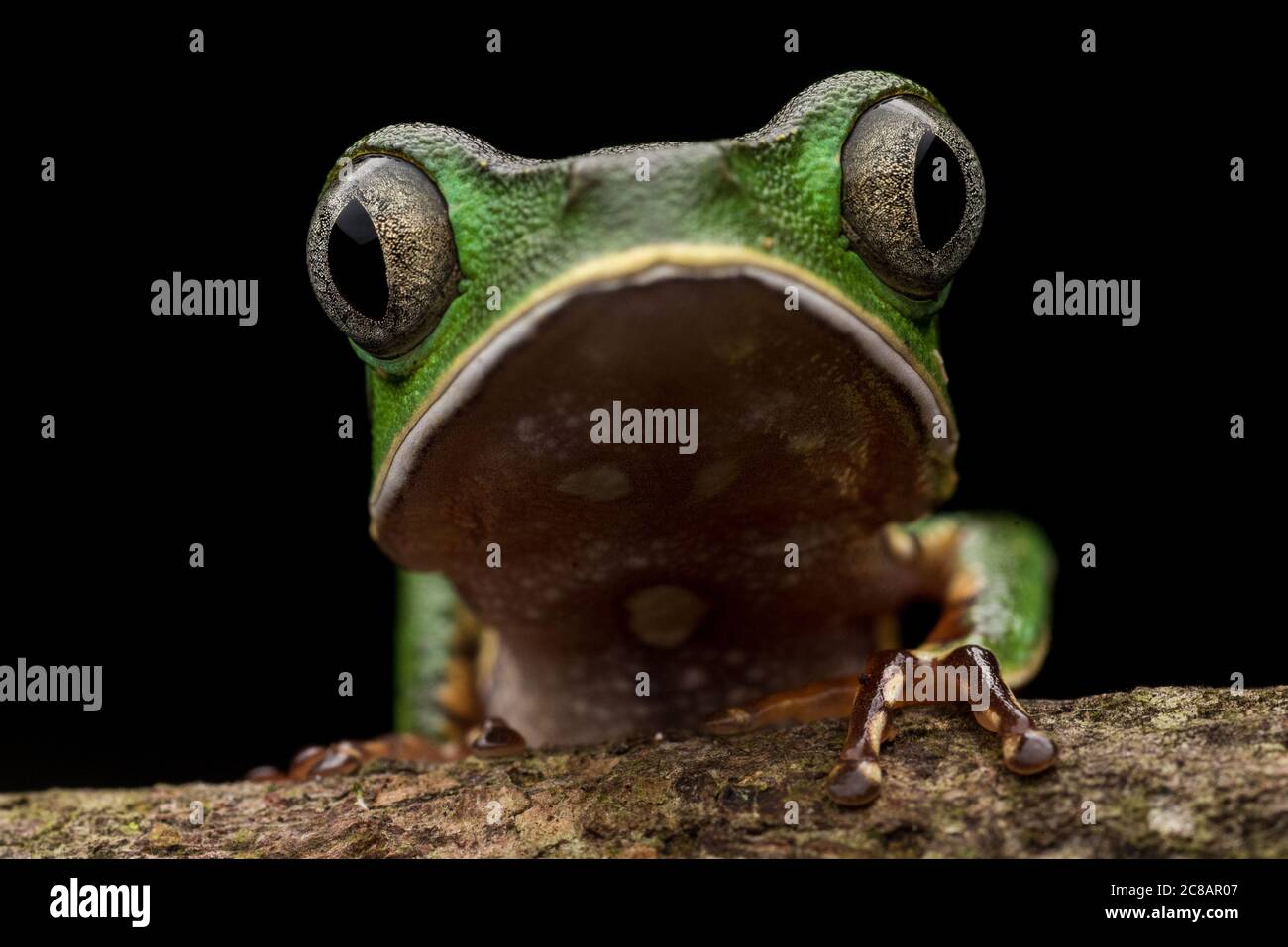 The white lined leaf frog (Phyllomedusa vaillantii) is a charismatic frog of the Amazon jungle. Stock Photo