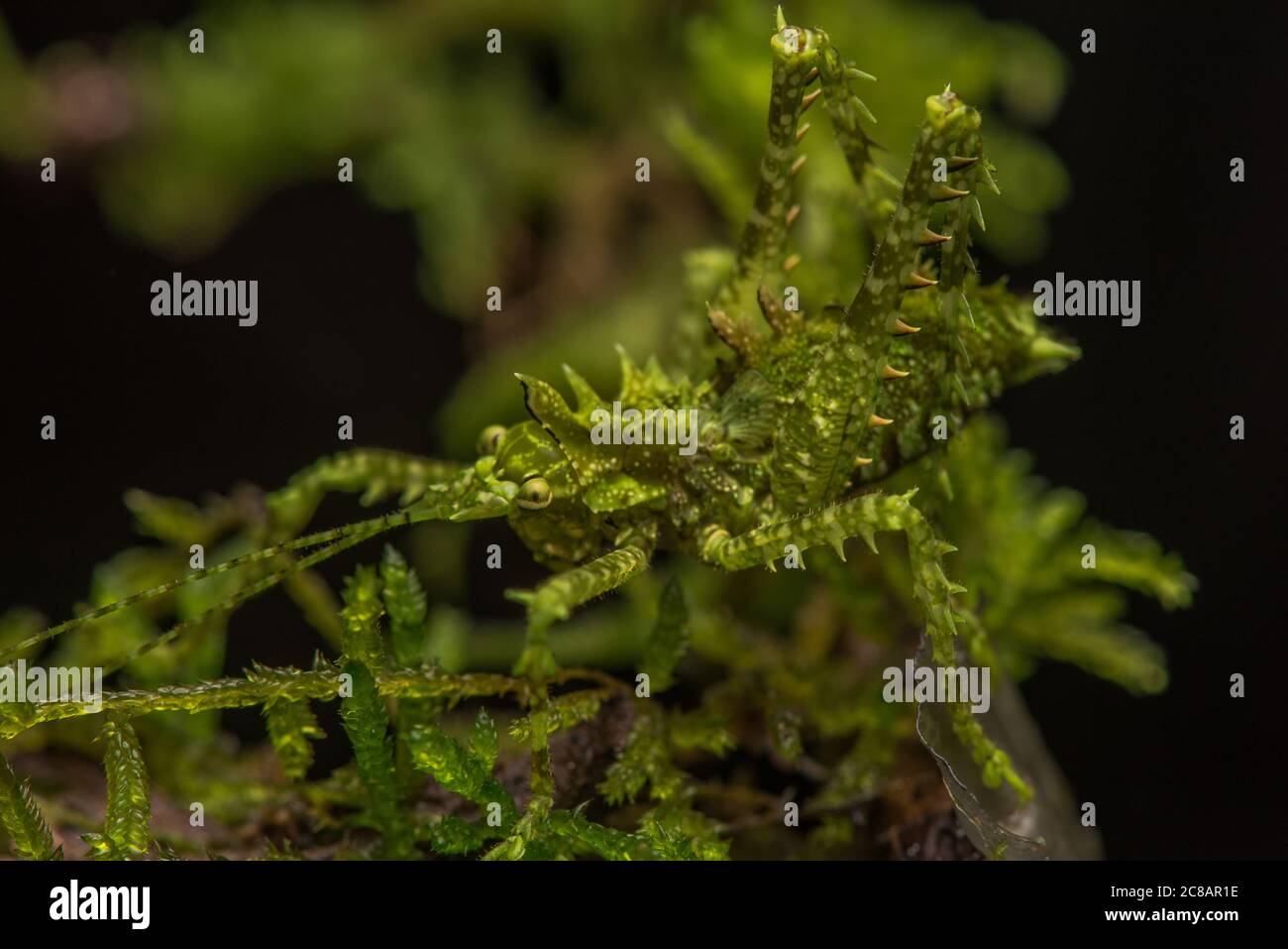 A moss mimicking katydid is concealed in plain sight, its excellent camouflage helps it stay hidden. Stock Photo