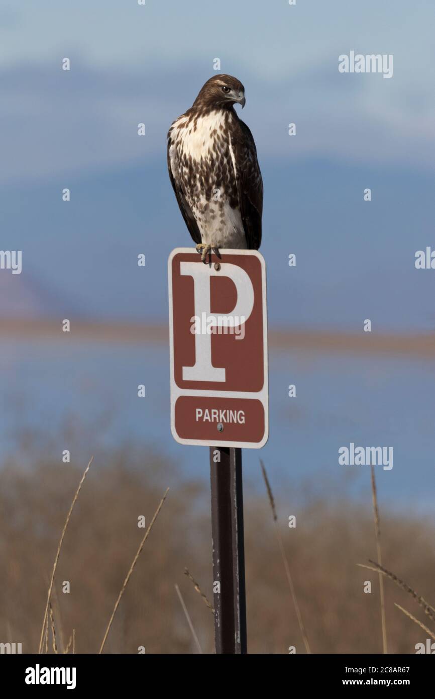 Humorous juxtaposition of red tailed hawk on PARKING sign along auto