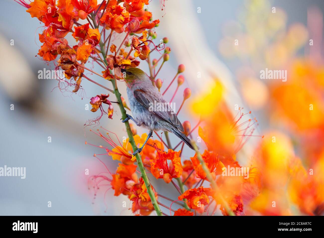 Adult verdin puts beak into blossom to sip nectar from Peacock Flower, also known as Red Bird of Paradise, in the American Southwest. Stock Photo
