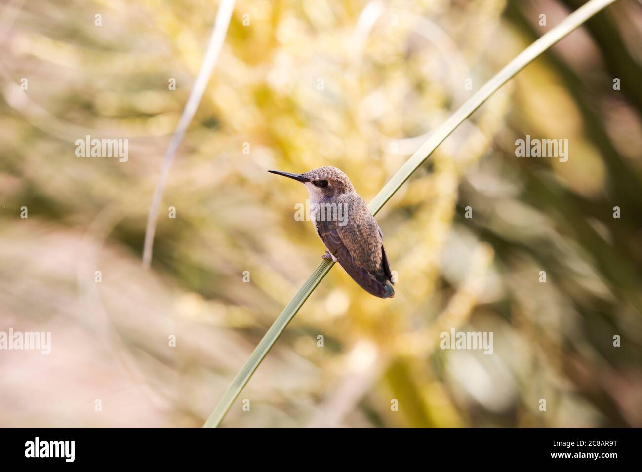 Newly fledged hummingbird rests quietly on yucca leaf in Arizona garden ...