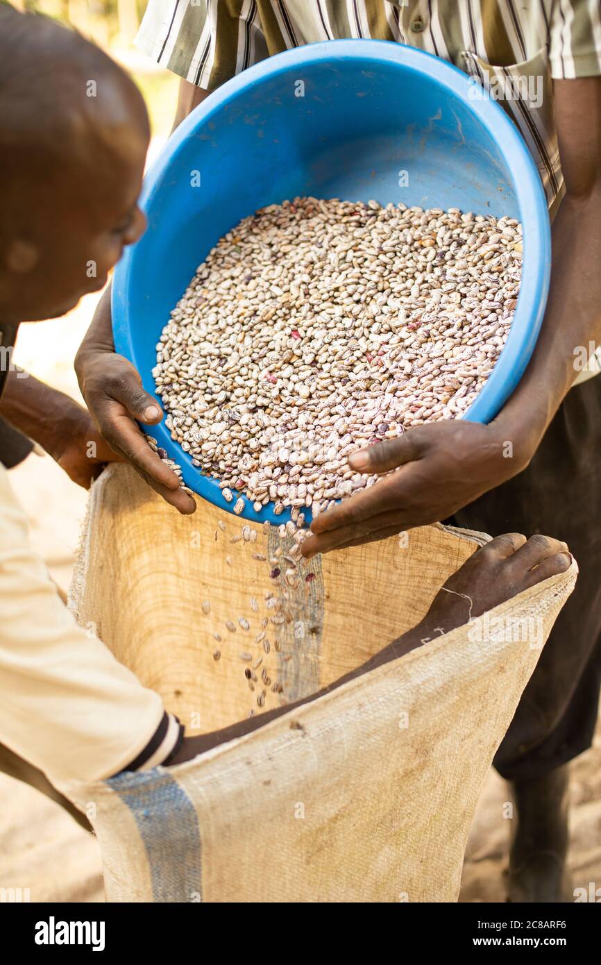 Farmers bag their bean harvest before it's bulked and sold to market in Lyantonde, Uganda, East Africa. Stock Photo
