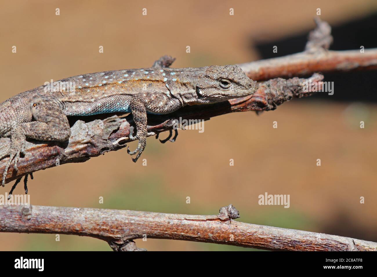 Small-scaled Lizard (Urosaurus microscutatus) Stock Photo