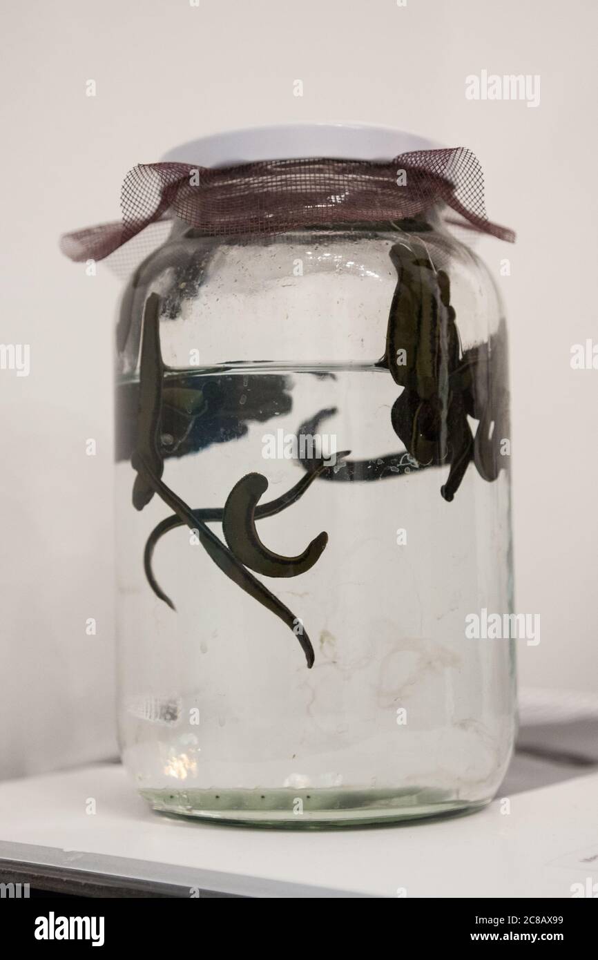 Jar full of leeches swimming in water, ready for a bloodsucking medical treatment. Part of the hirudinea familiy, it is a water invertebrate and paras Stock Photo