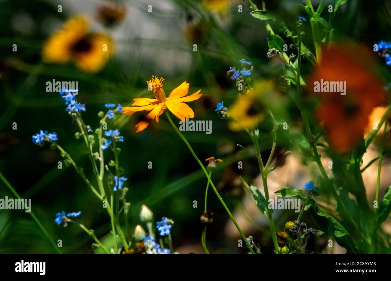 Beautiful selection of wildflowers Stock Photo - Alamy