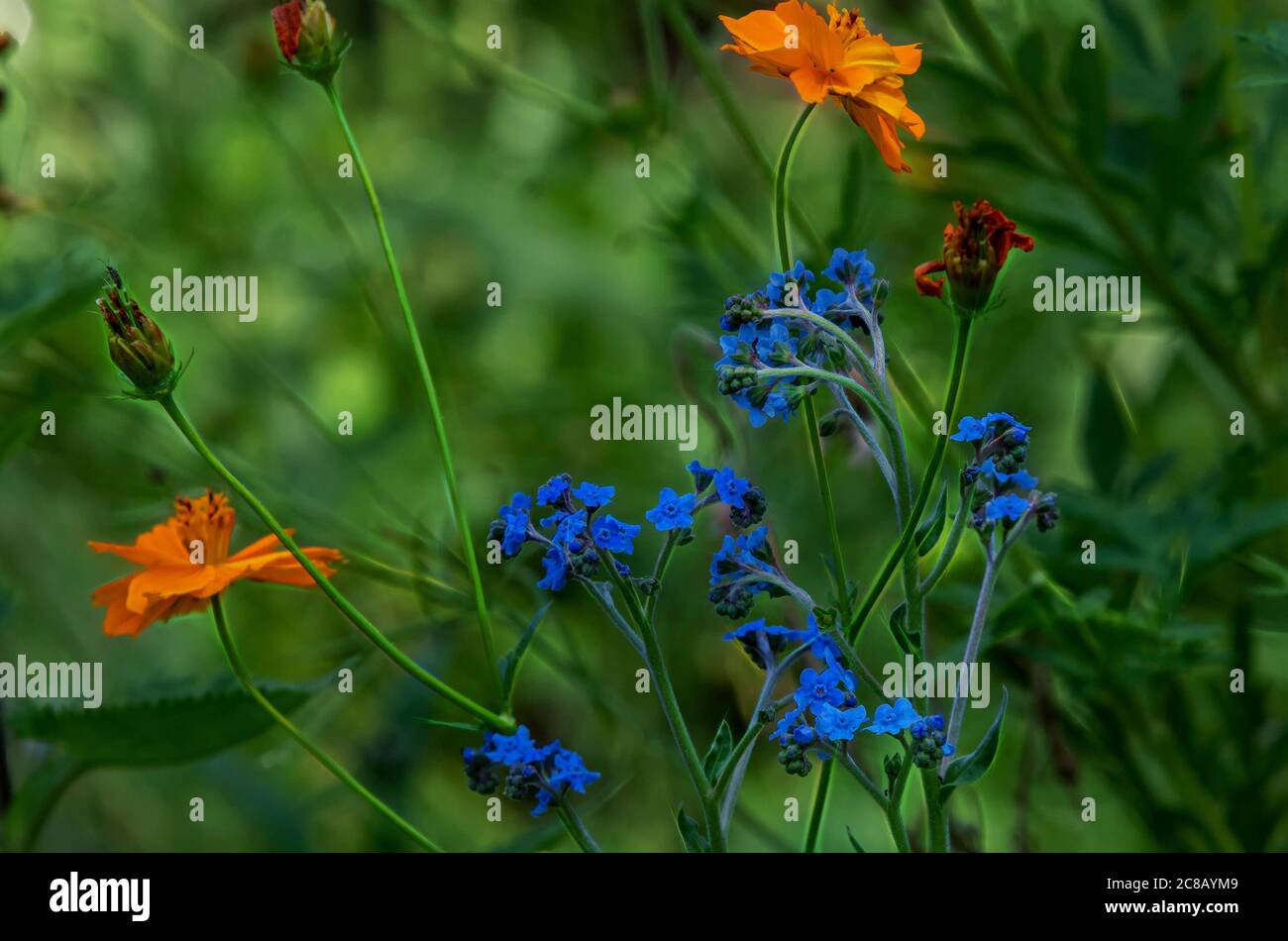 Wildflowers in bloom Stock Photo - Alamy