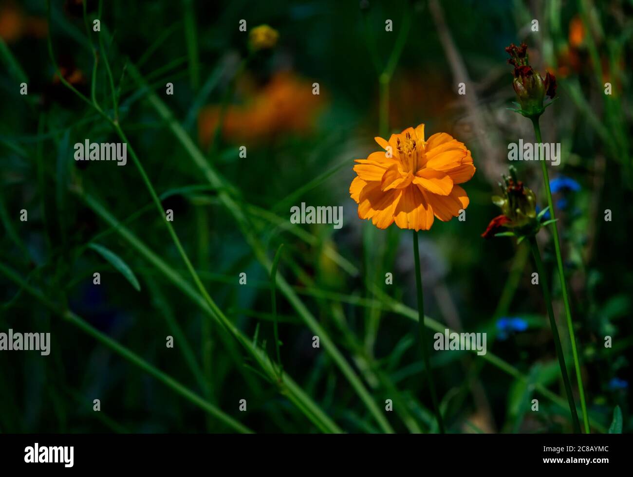 Yellow wildflower in bloom Stock Photo Alamy