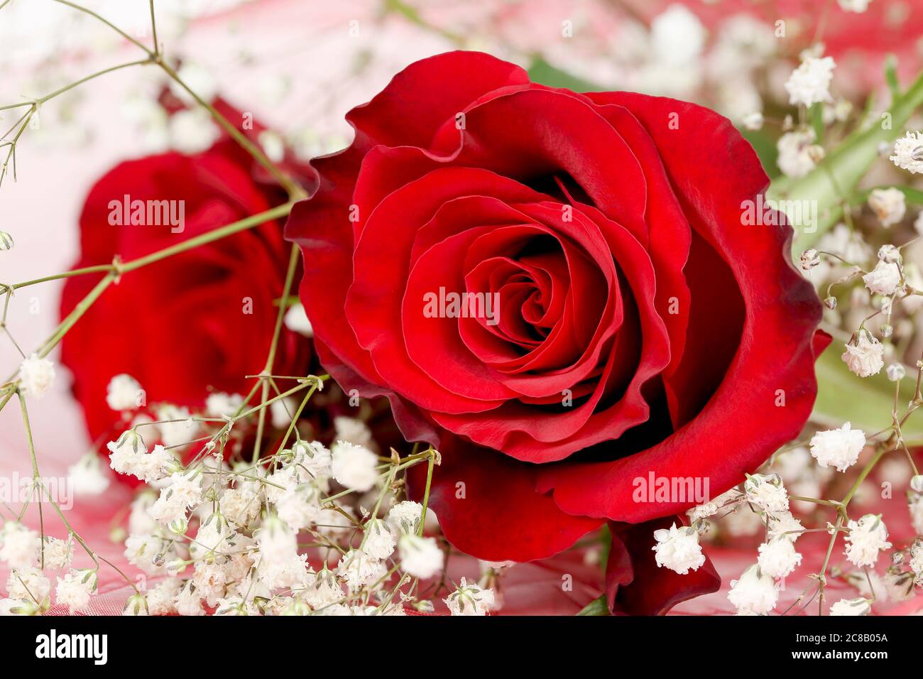 macro of a bouquet of red roses with gypsophila Stock Photo