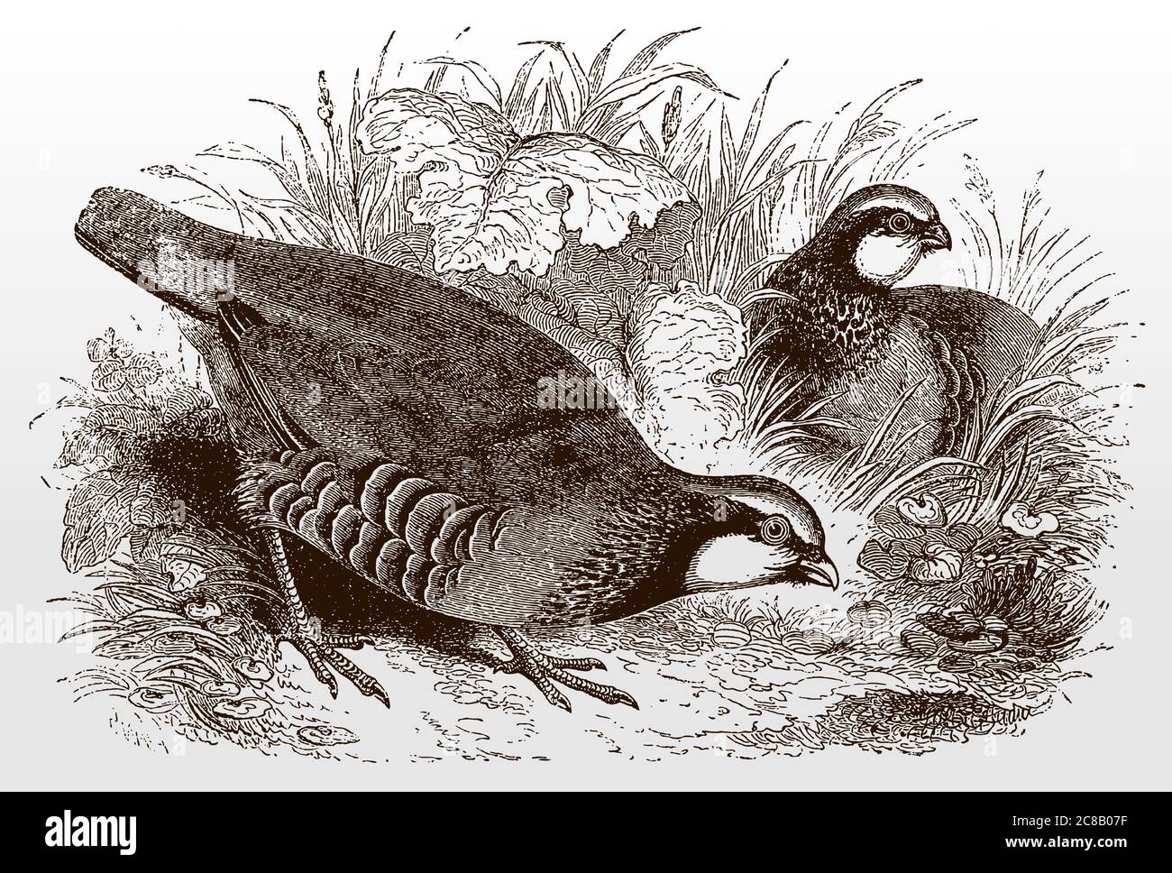 Two red-legged partridges, alectoris rufa sitting in a grassland, after ...