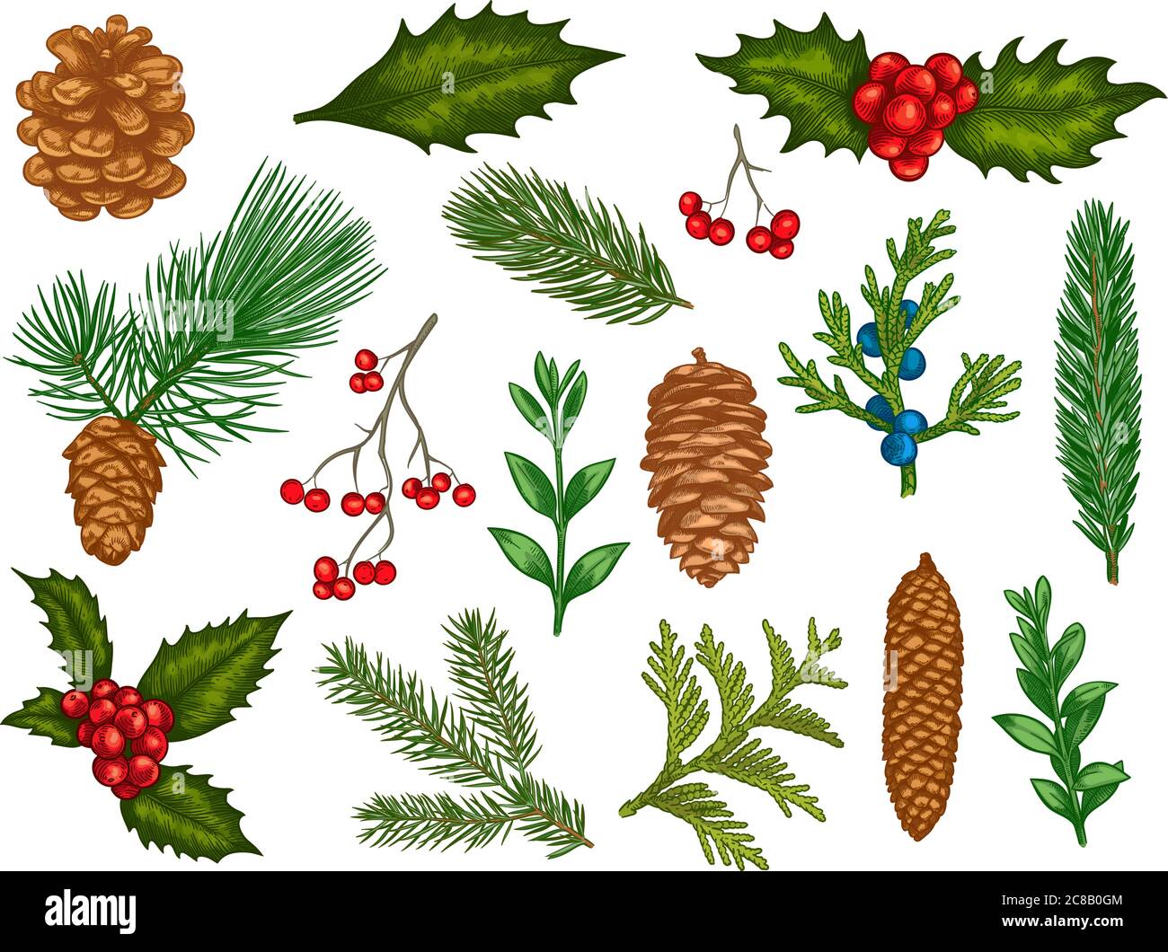 Vector collection of Christmas tree branches with pine cones