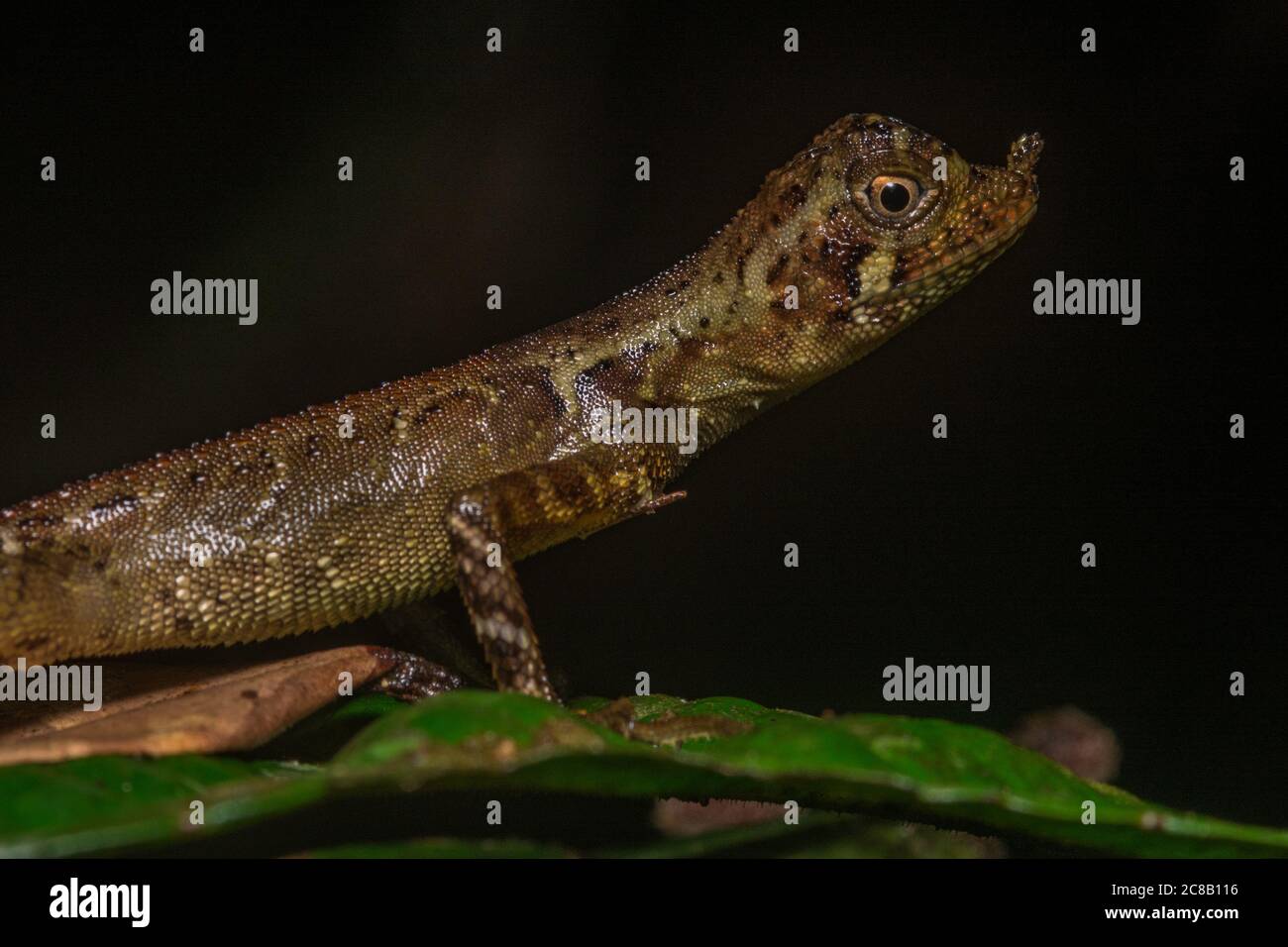 The ornate earless agama (Aphaniotis ornata) a lizard species endemic to the jungles of Borneo. Stock Photo