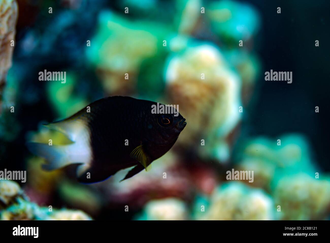 A bicolor damselfish on the reef in Bonaire, The Netherlands. Stegastes partitus Stock Photo