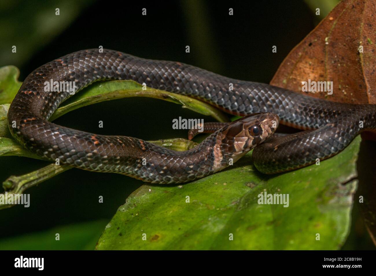 Jeweled Kukri Snake (Oligodon everetti) a small nonvenomous species of snake that lives in the rainforest of Borneo. Stock Photo