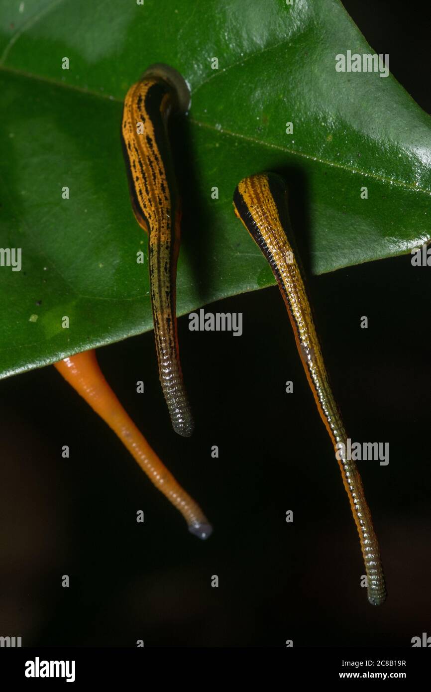 Leaf rainforest leeches hi-res stock photography and images - Alamy