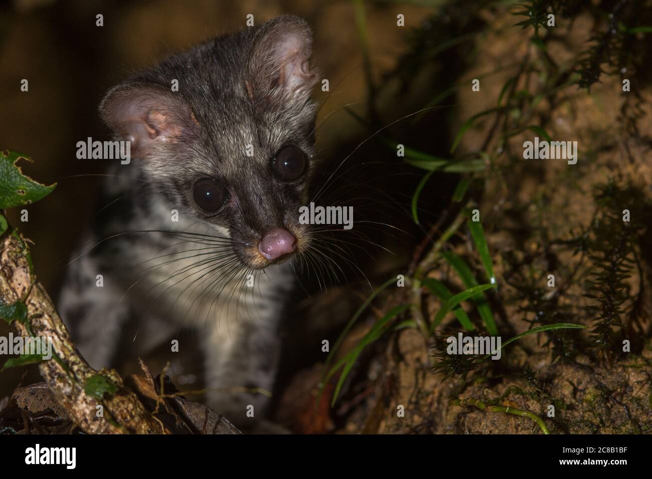 The banded linsang (Prionodon linsang) seen on a night hike in Malaysian Borneo. Stock Photo