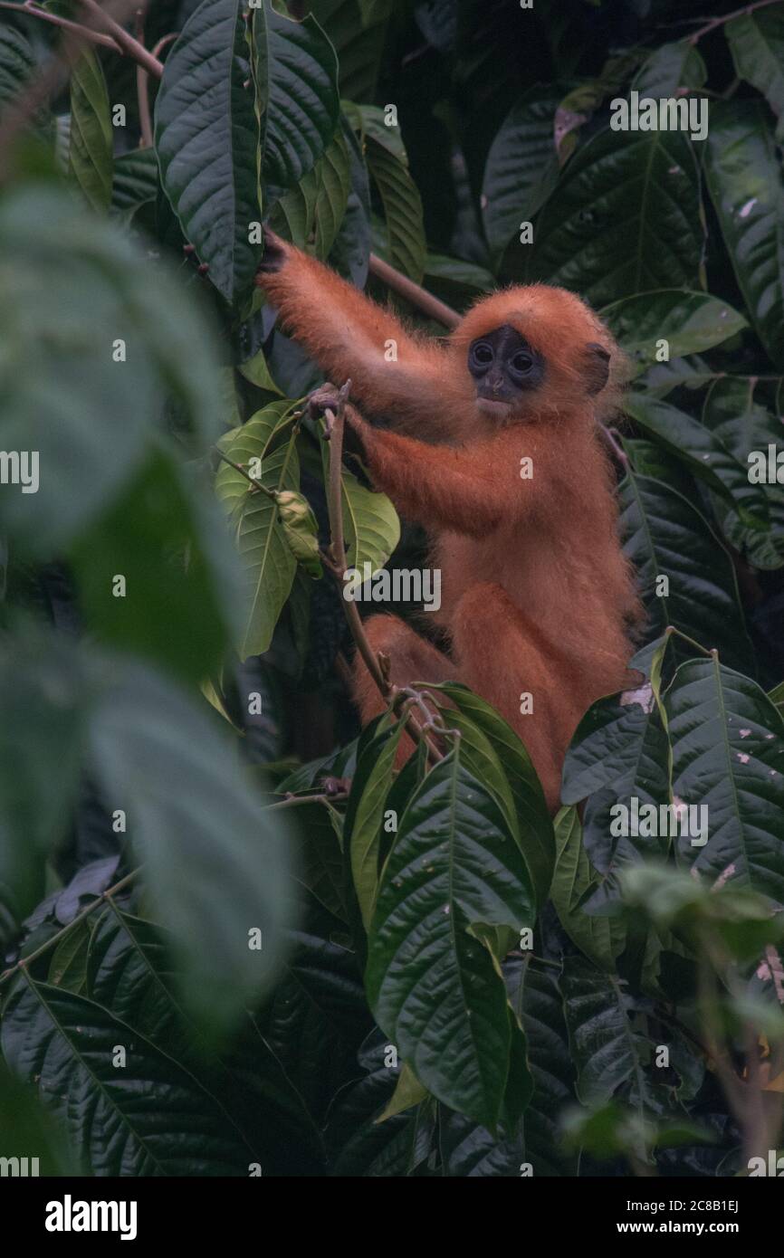 A young Red leaf monkey (Presbytis rubicunda) in a tree eating leaves in Borneo. Stock Photo