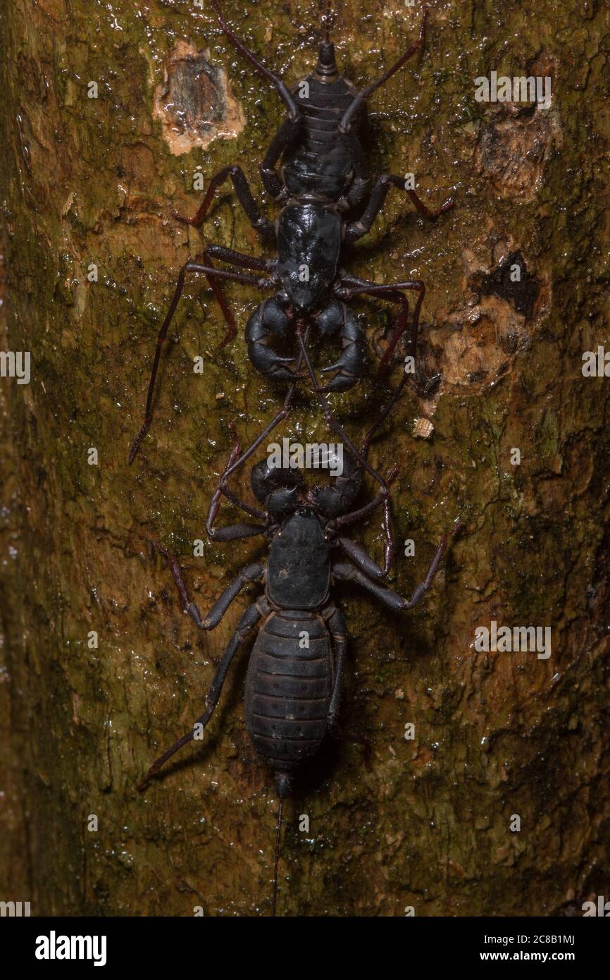 Two vinegaroons facing off on on a tree trunk in Danum Valley, Malaysia. Stock Photo