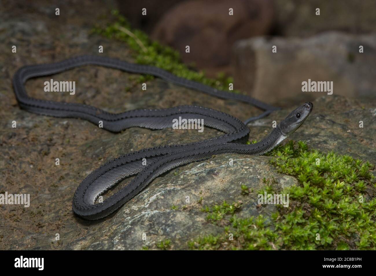 The dragonsnake (Xenodermus javanicus) is a rare snake that is found in Southeast Asia. Stock Photo
