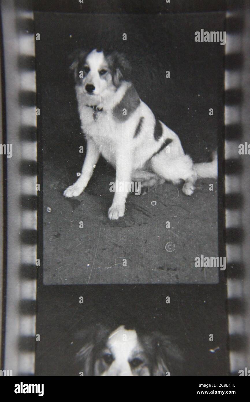 Fine 70s vintage contact print black and white photography of the family dog. Stock Photo