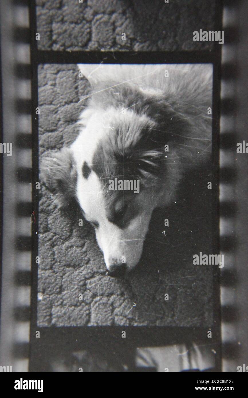 Fine 70s vintage contact print black and white photography of the family dog. Stock Photo
