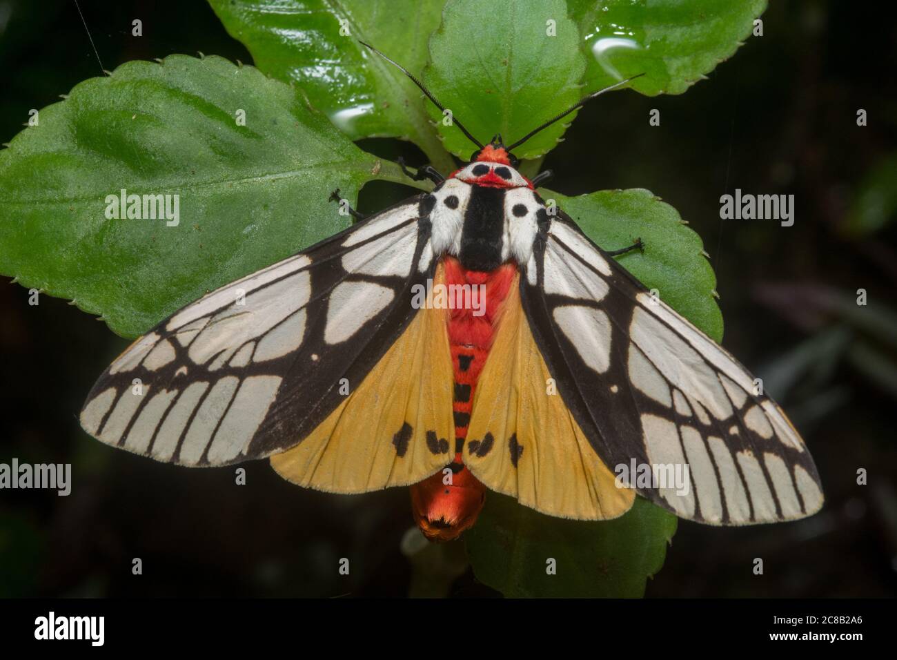 Areas galactina, a colorful moth from southeast Asia Stock Photo