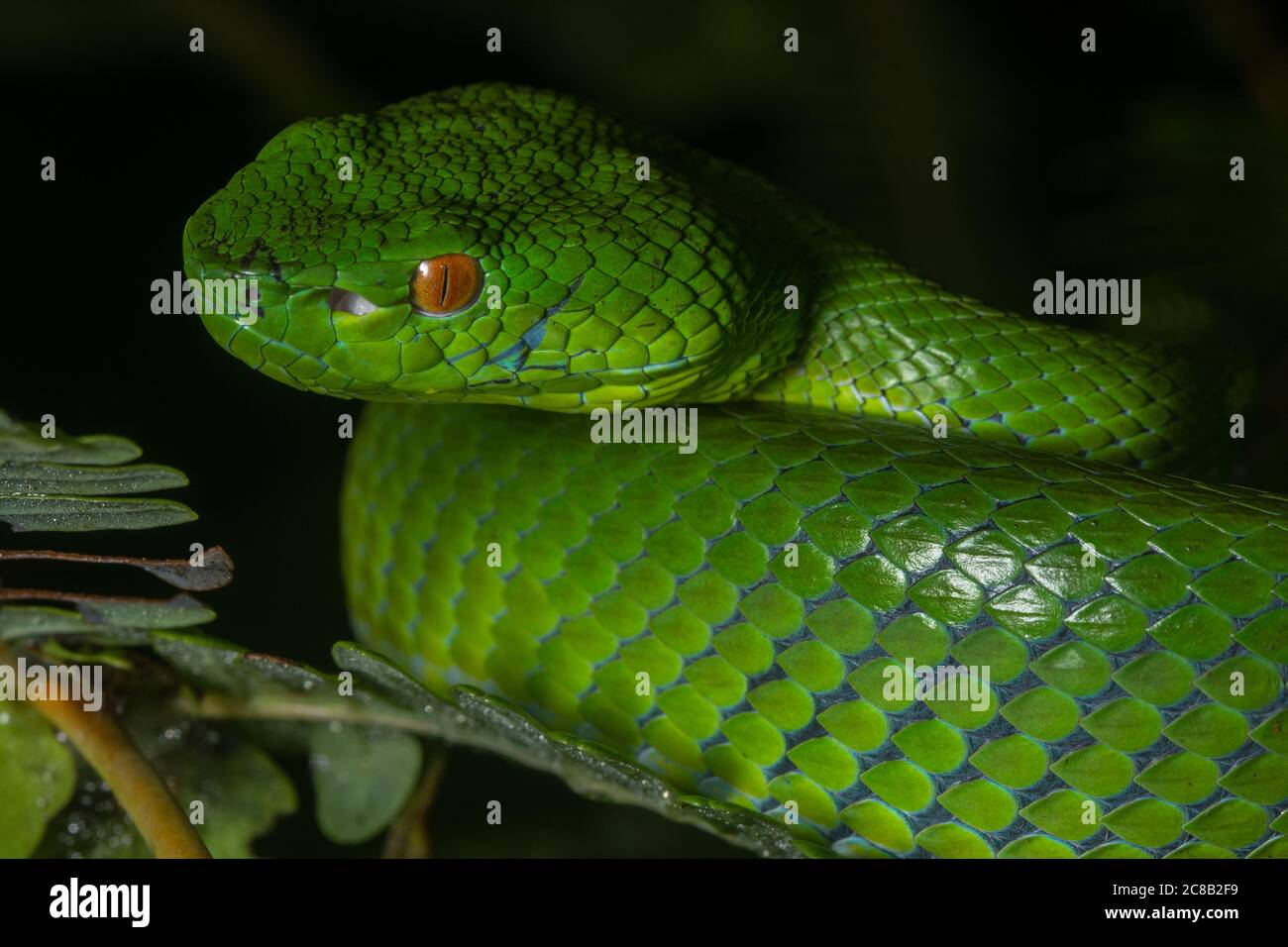 Green tree python - Wikipedia