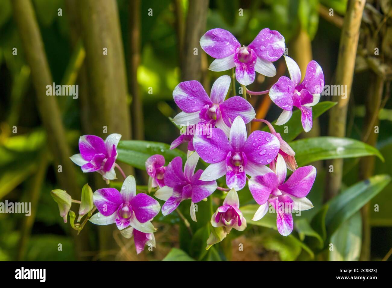 Beautiful purple and white Phalaenopsis orchid flowers with natural
