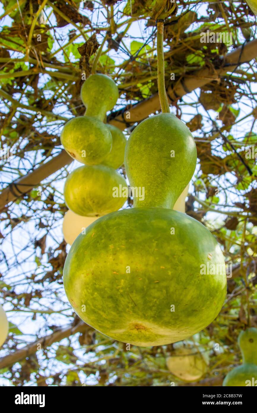 A lot of bottle gourd (Lagenaria siceraria) are hanging in the tunnel