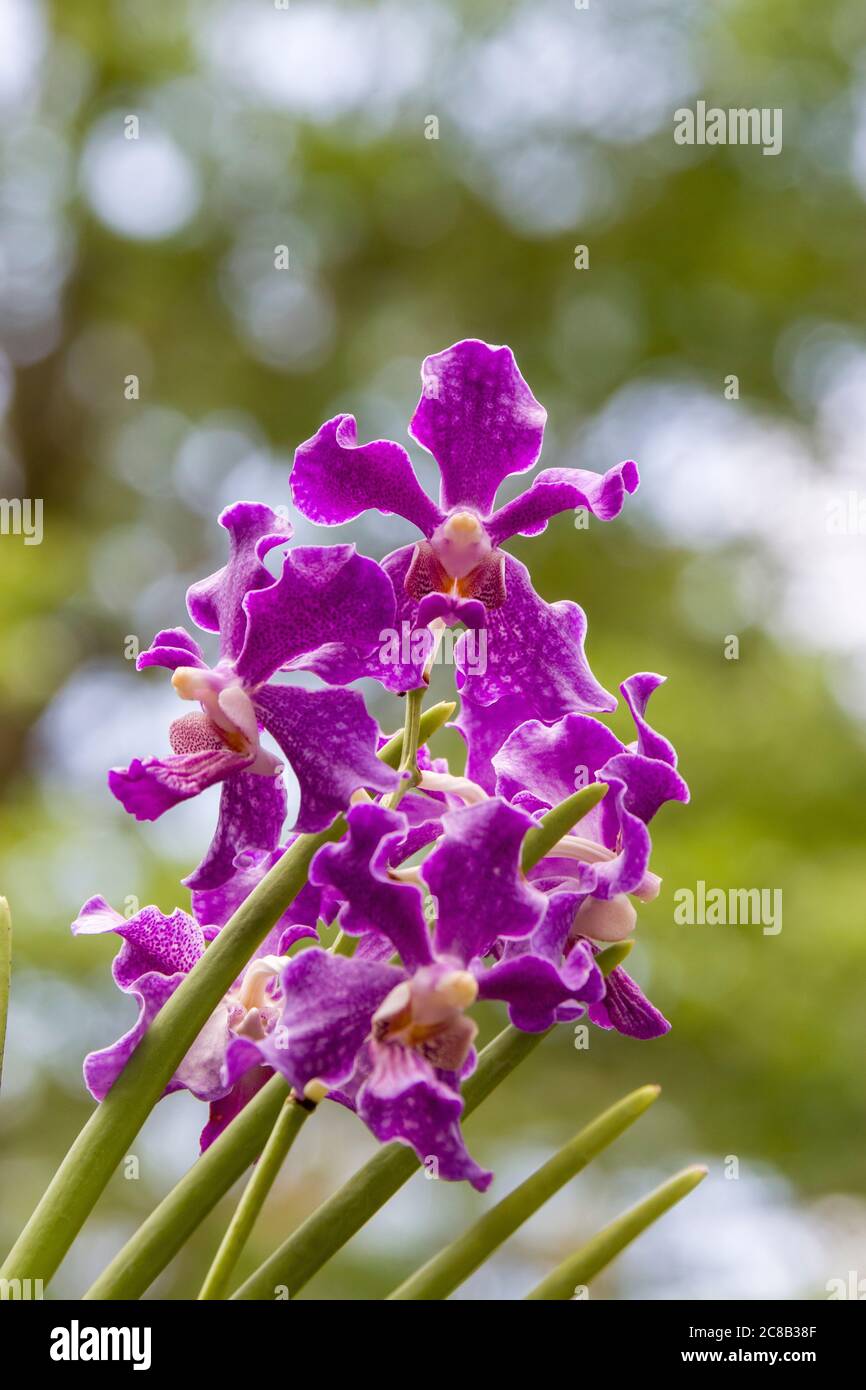 Papilionanda Chao Praya Violet is an orchid hybrid originated by Chao Praya Orch. It is a cross of Papilionanda Mamo x Vanda tessellata. Stock Photo