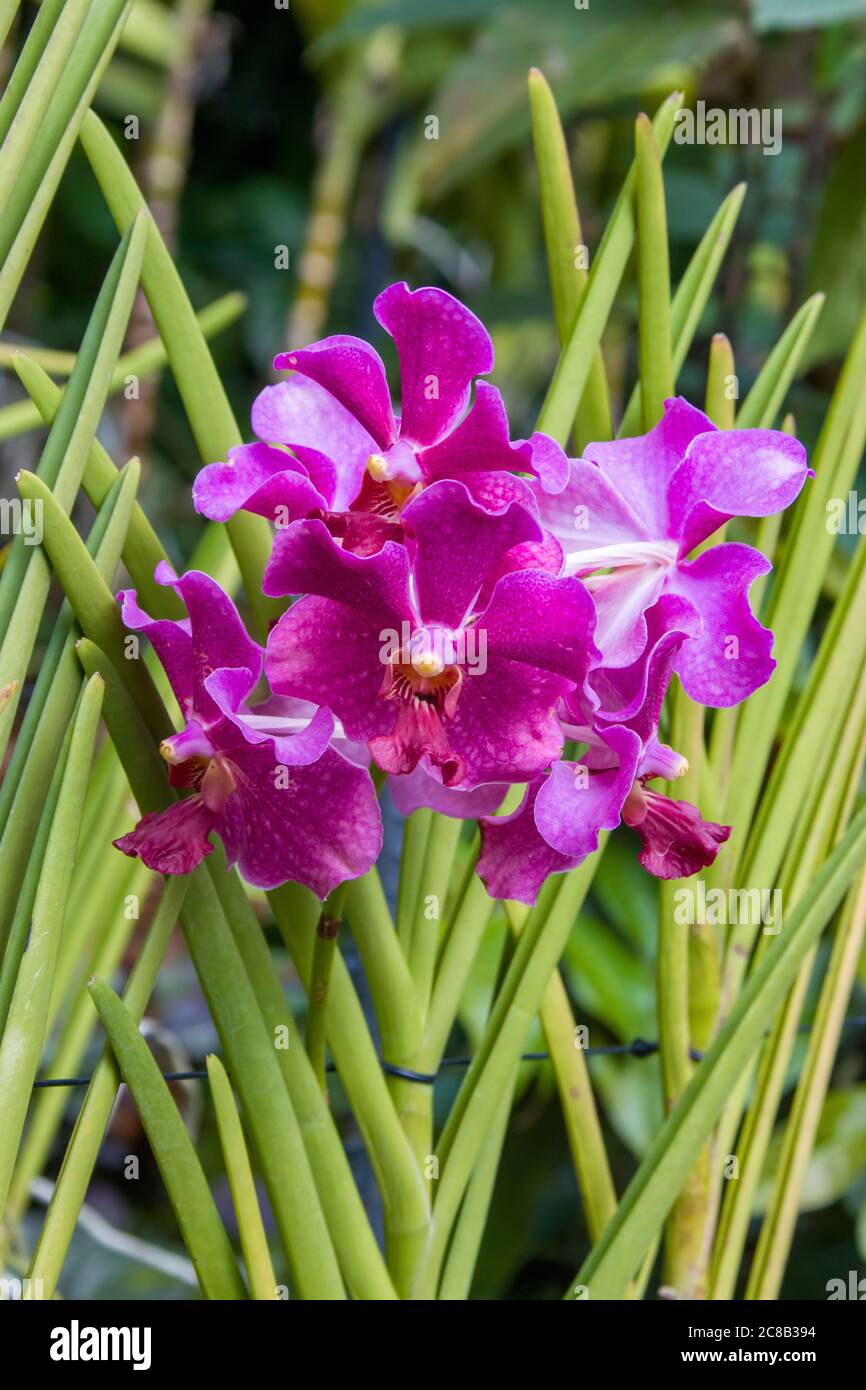 Papilionanda Hilo Rainbow is an orchid hybrid originated by M.Miyao in 1968. It is a cross of Papilionanda Mamo x Vanda Onomea. Stock Photo