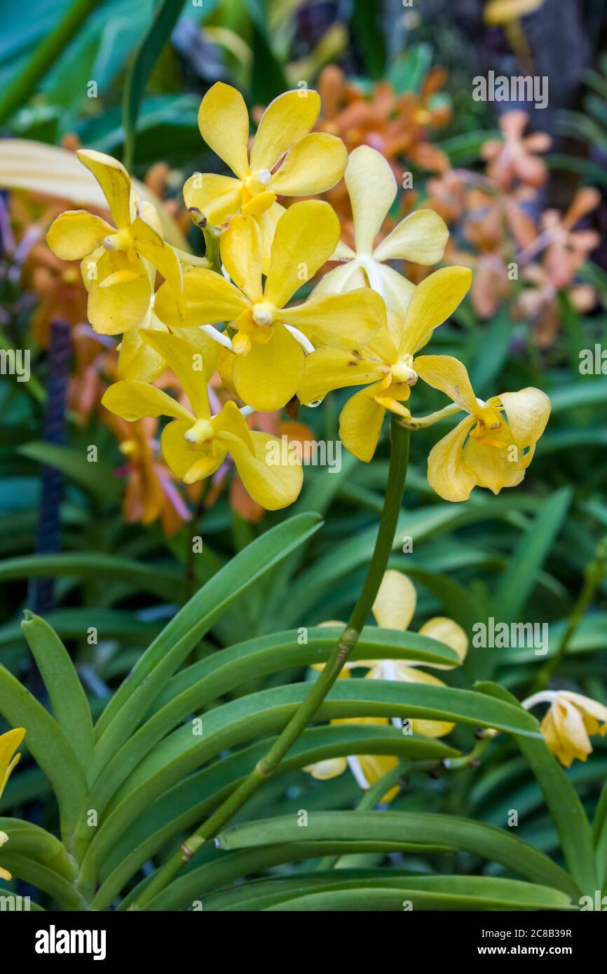 Aranda Bangkok Gold is an orchid hybrid originated by Silp O.N. in 1982. It is a cross of Arachnis hookeriana x Vanda Madame Kenny. Stock Photo