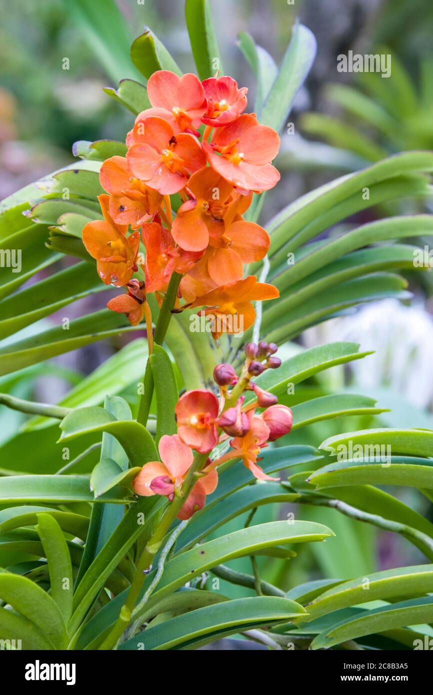 Vanda Suksamran Sunlight is an orchid hybrid originated by Suksamran in 1993. It is a cross of Vanda Jiraprapa x Vanda Pralor. Stock Photo