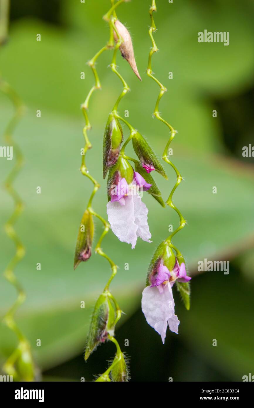 Thalia geniculata is a plant species widespread across tropical Africa and much of the Americas,  native to a large region in Africa Stock Photo