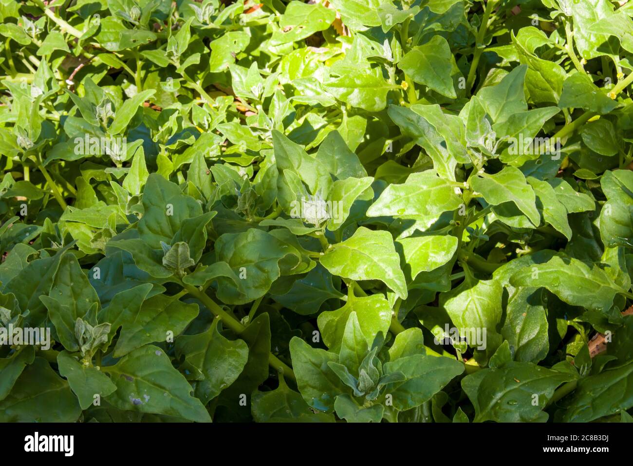 Tetragonia tetragonioides, commonly called New Zealand spinach. Stock Photo