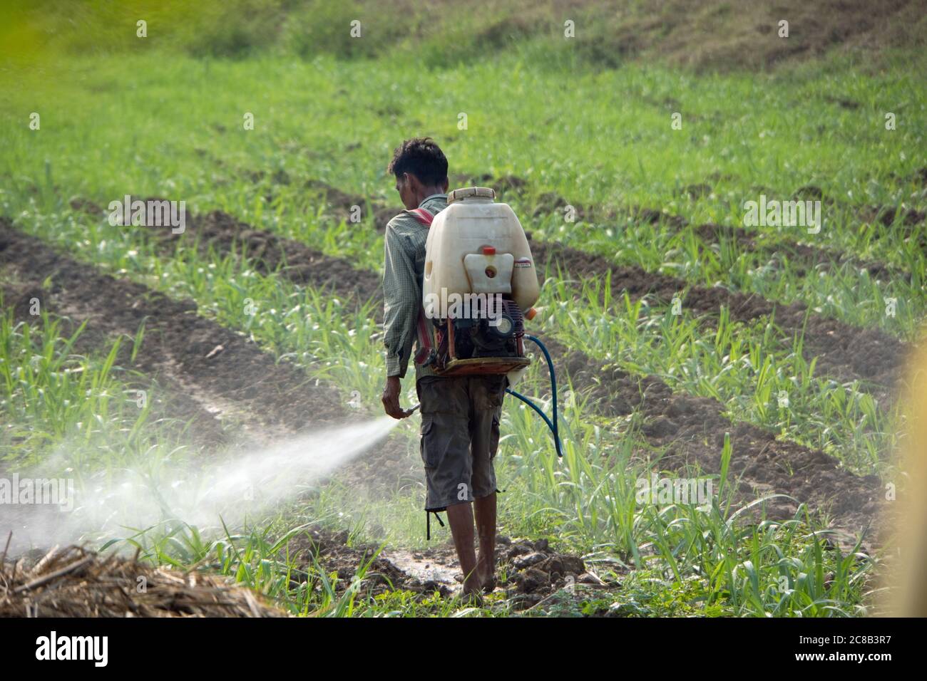 Thai farmer spraying crops and field with herbicide mist in the Thai countryside. Stock Photo