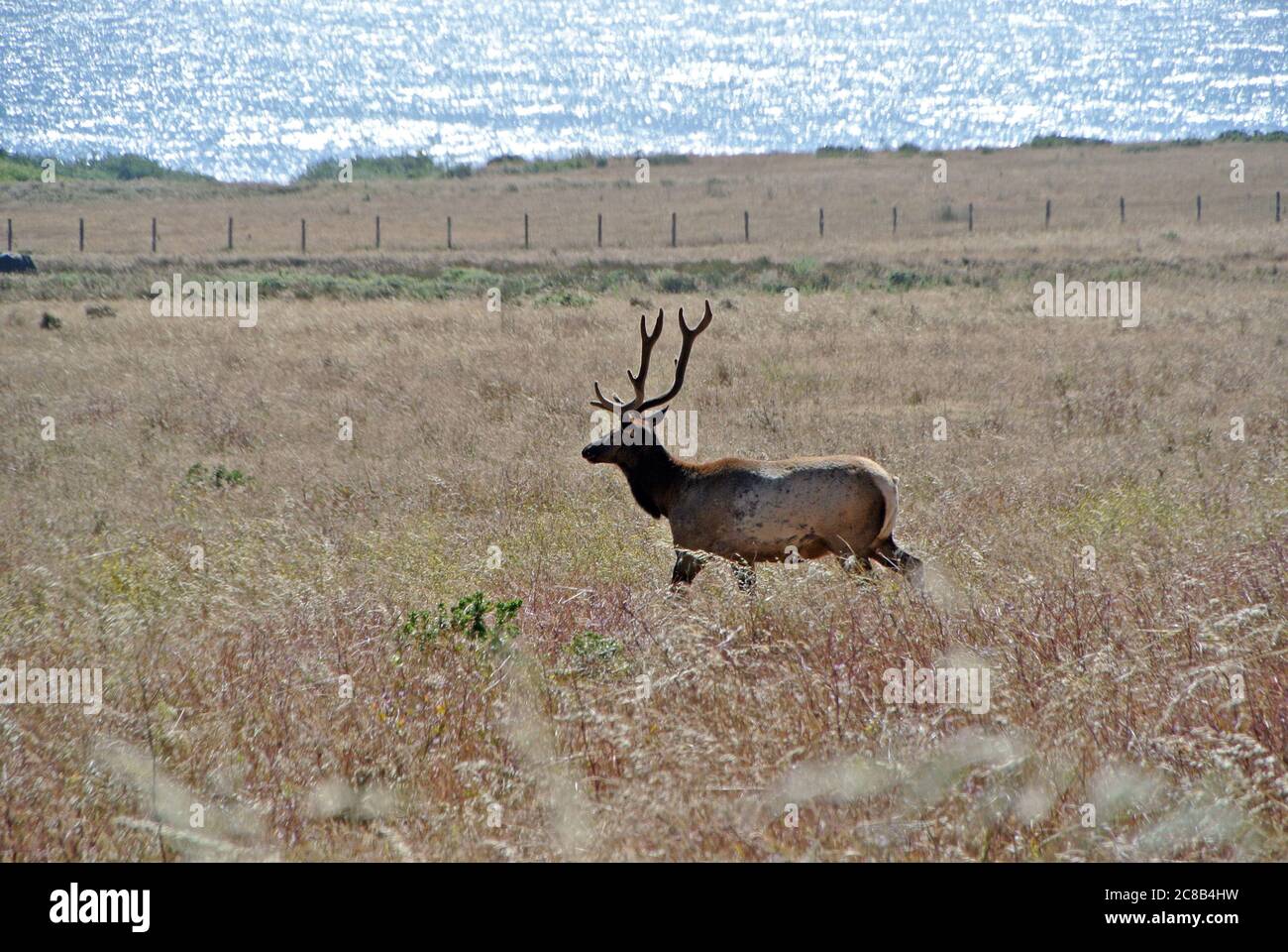 Lone elk at sunset on the California  mendocino coast in northern california Stock Photo