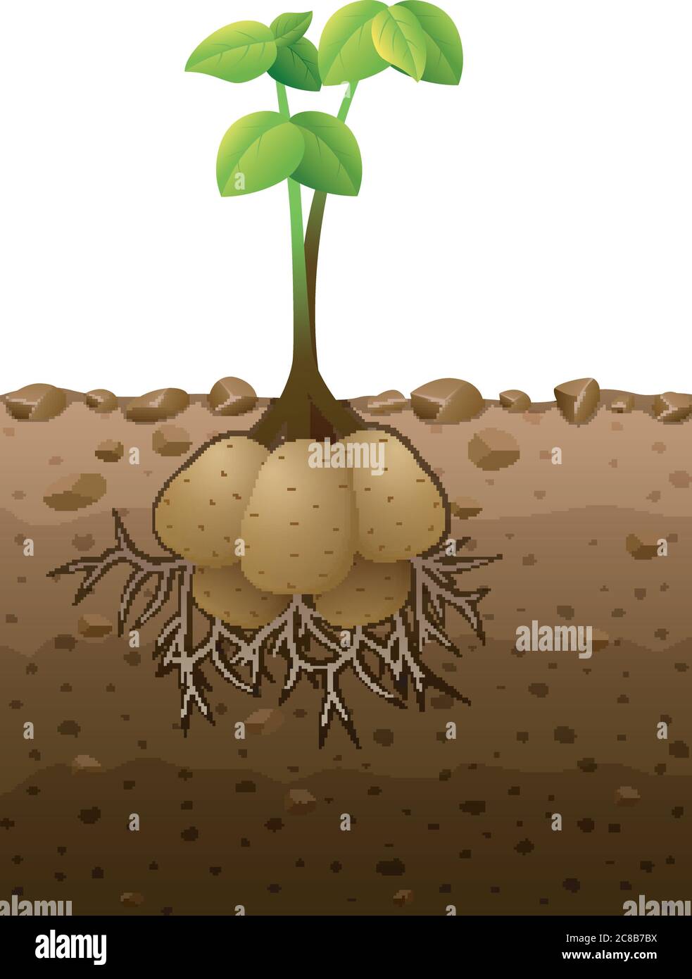 Potato plant with roots underground illustration Stock Vector Image