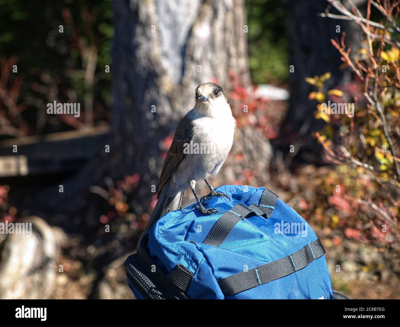 Whiskey Jack, also known as the Canada Jay or Gray Jay perching on a blue backpack in the forest. Stock Photo